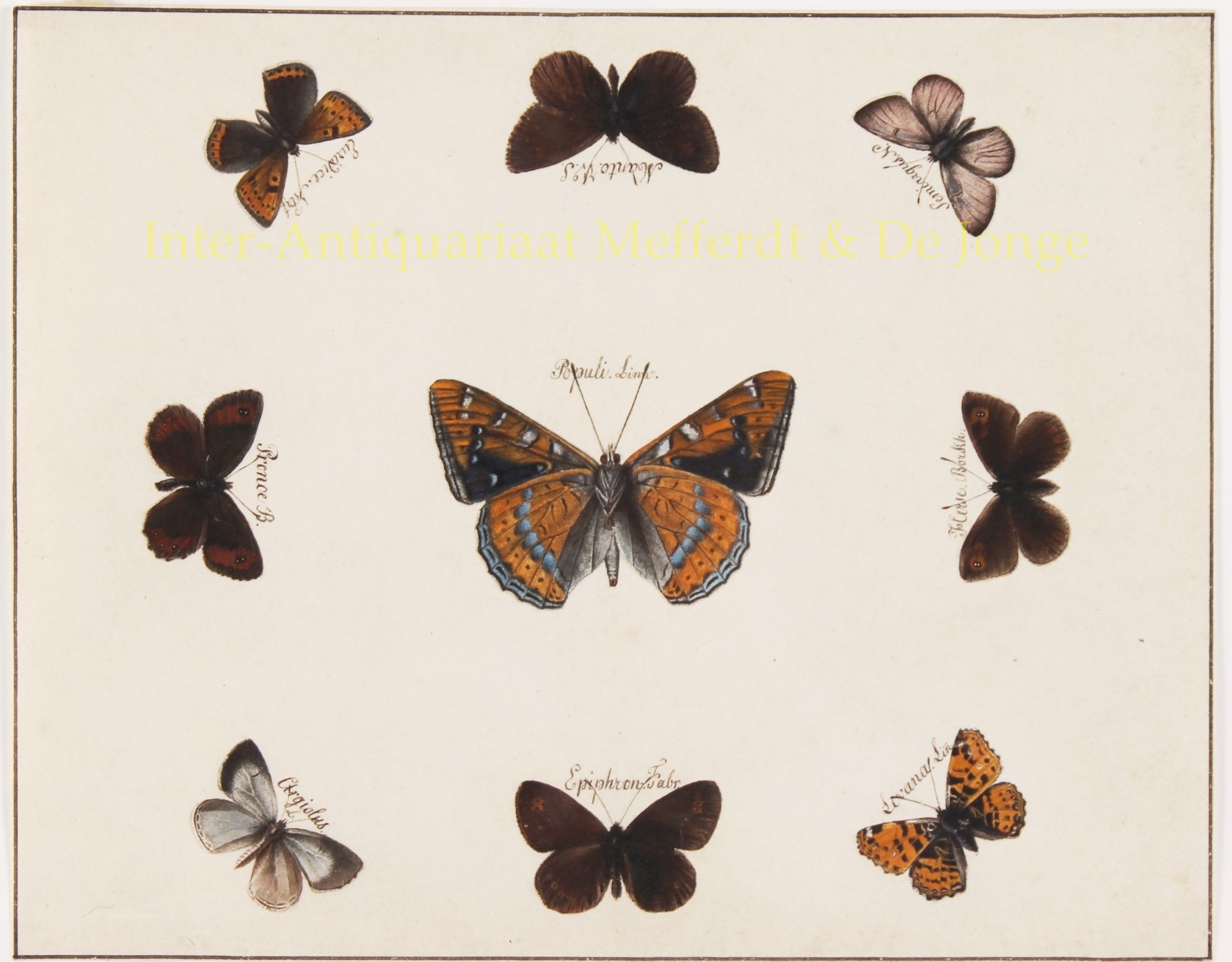 Anonymous - vlindertekeningen - 19de eeuw