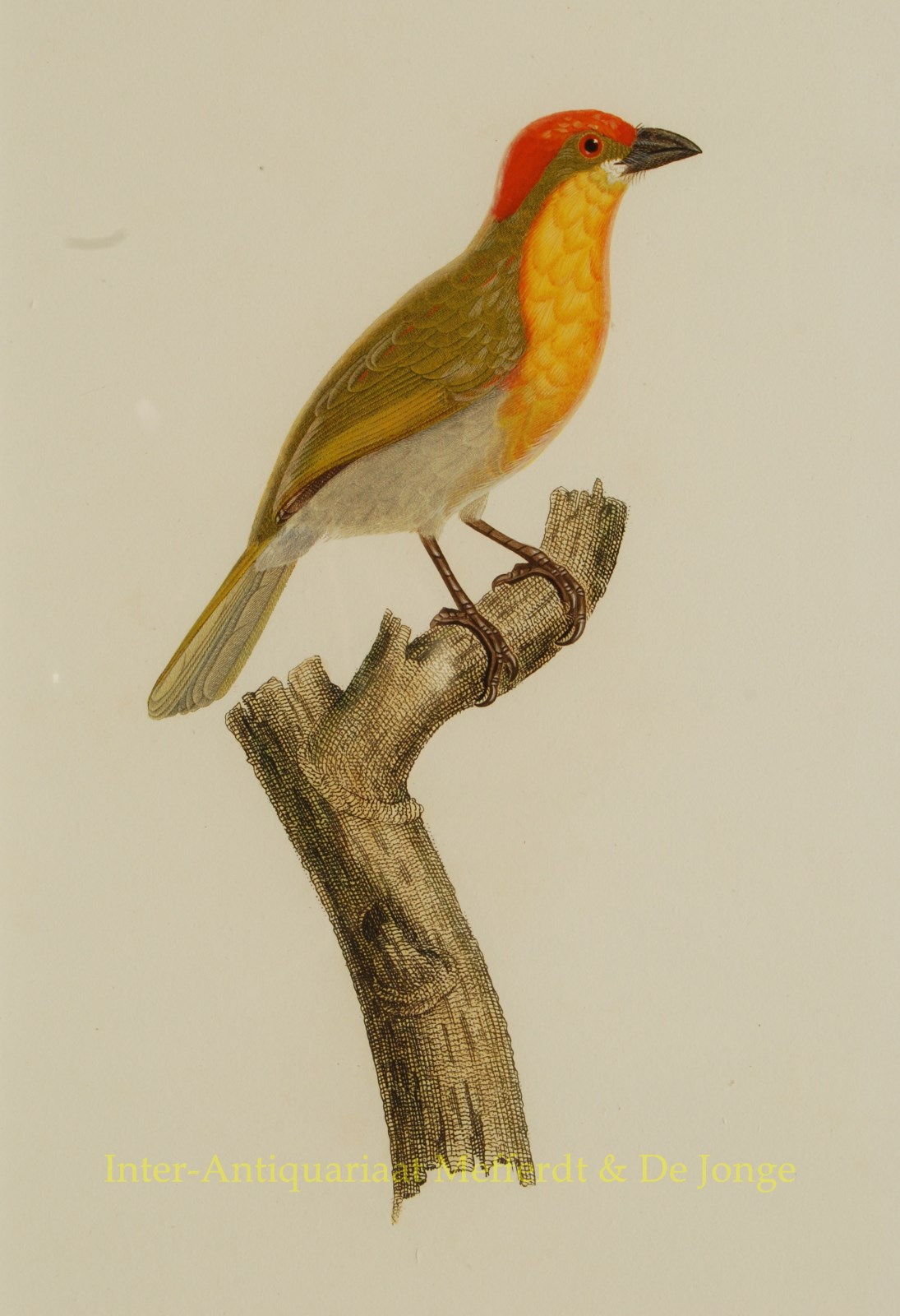 Audebert-- Jean Baptiste - Tropical birds, antique prints - Audebert and Viellot