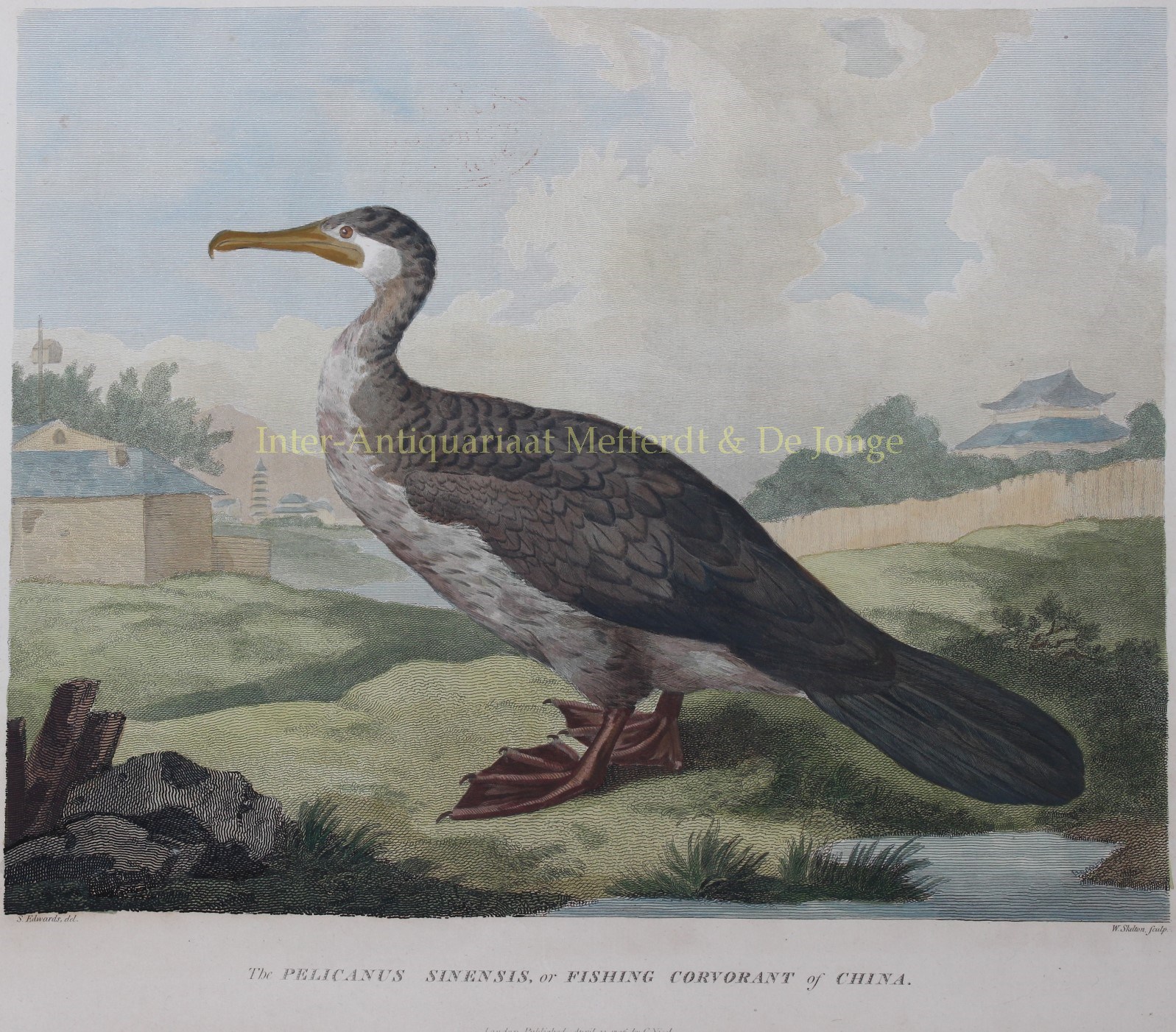 Alexander-- William (1767-1816) - Chinese fishing bird - after William Alexander, 1796