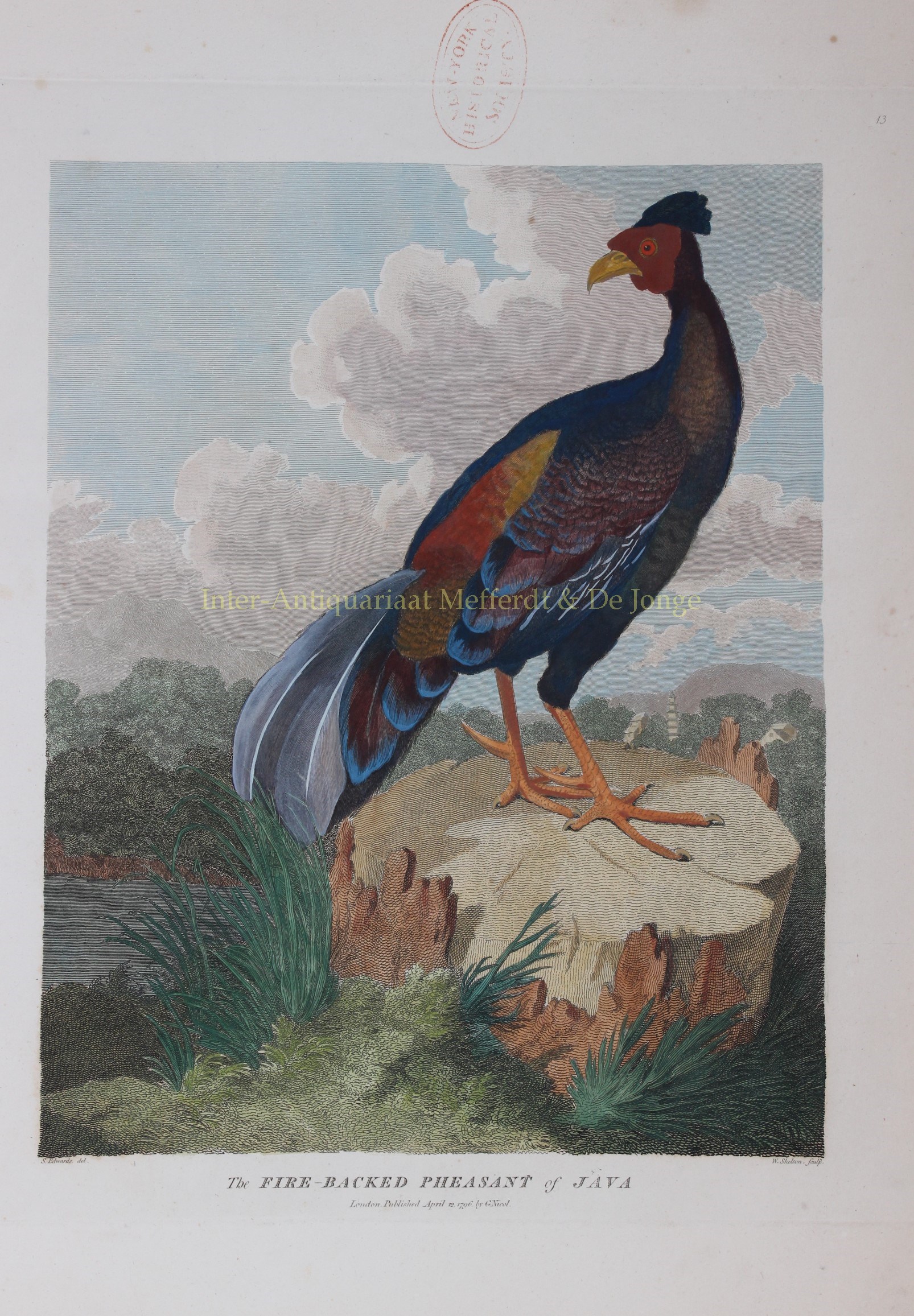 Alexander-- William (1767-1816) - Pheasant of Java - after William Alexander, 1796