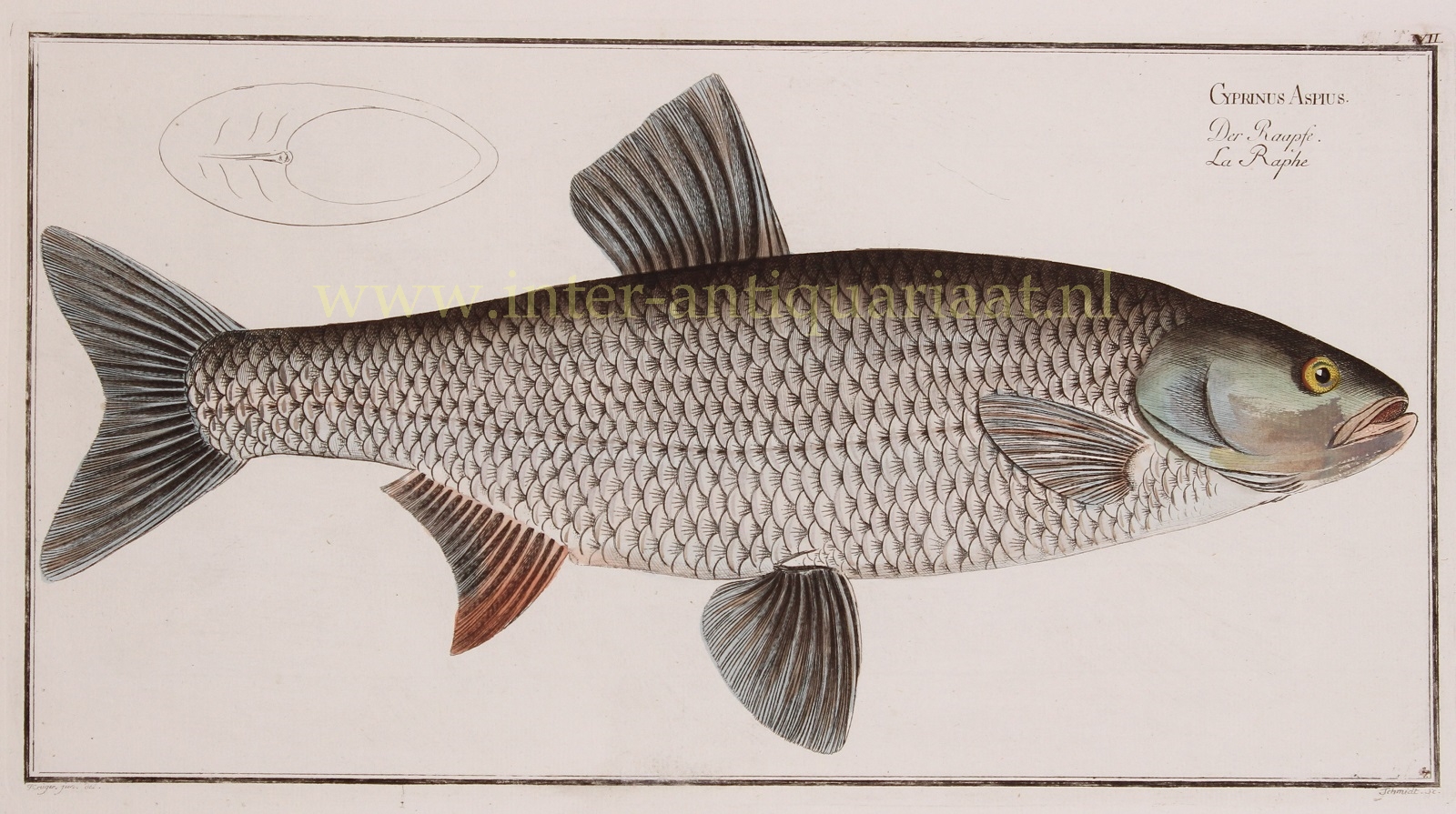 Bloch-- Marcus Elieser (1723-1799) - Asp (fish) - Markus Elieser Bloch, 1782-1795