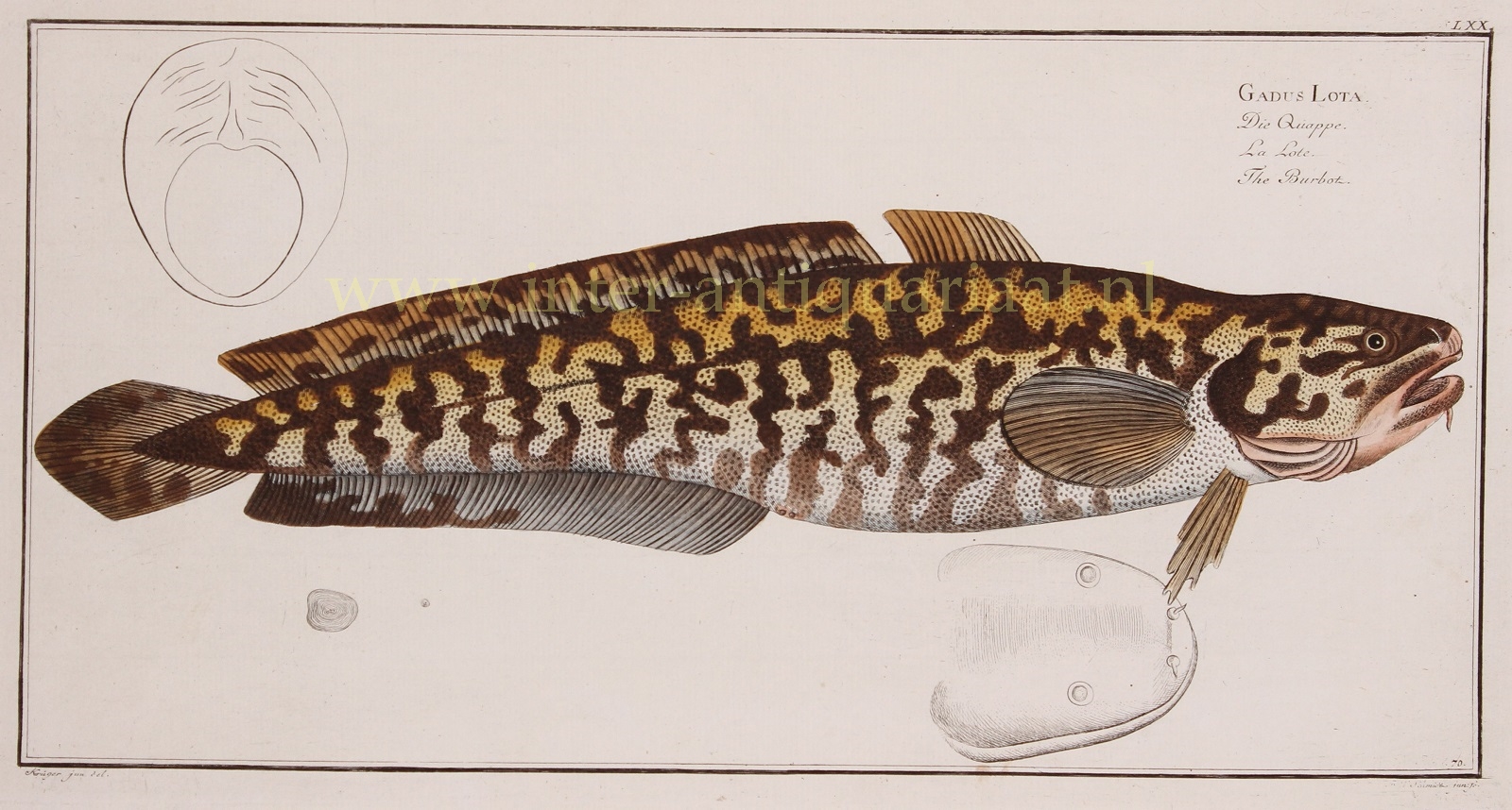 Bloch-- Marcus Elieser (1723-1799) - Burbot (fish) - Markus Elieser Bloch, 1782-1795
