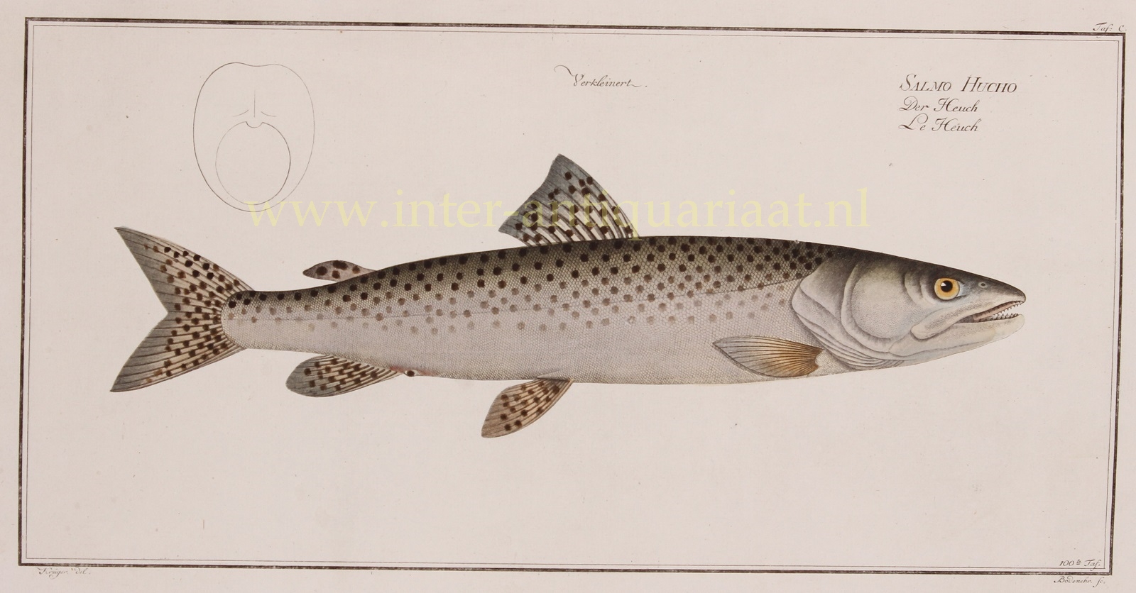 Bloch-- Marcus Elieser (1723-1799) - Danube Salmon - Markus Elieser Bloch, 1782-1795
