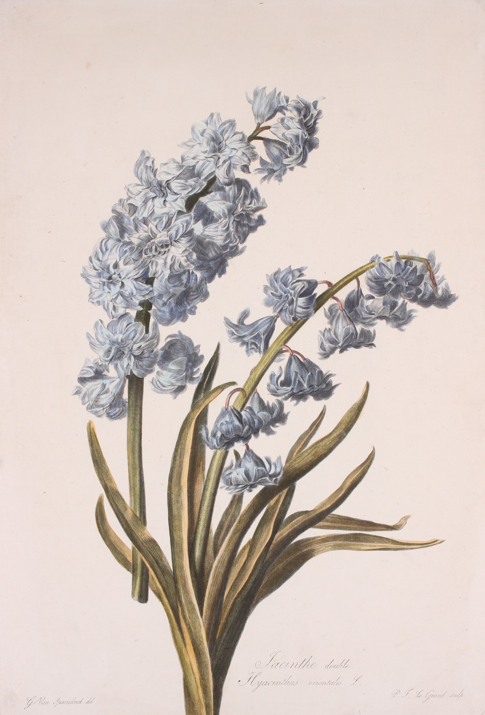 Spaendonck-- Gerard van (1756-1840) - Dutch hyacinth - Gerard van Spaendonck, 1799-1801