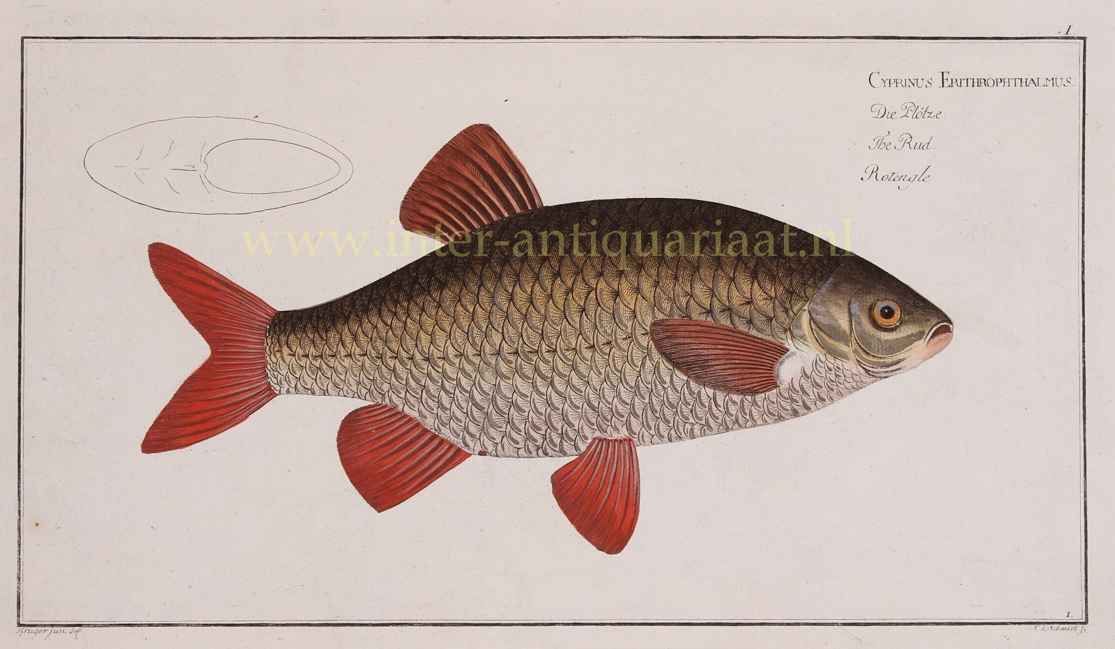 Bloch-- Marcus Elieser (1723-1799) - Rudd (fish) - Markus Elieser Bloch, 1782-1795