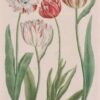 antique tulip print