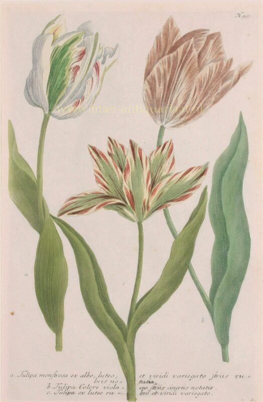Tulips – Johann Wilhelm Weinmann, 1737-1745