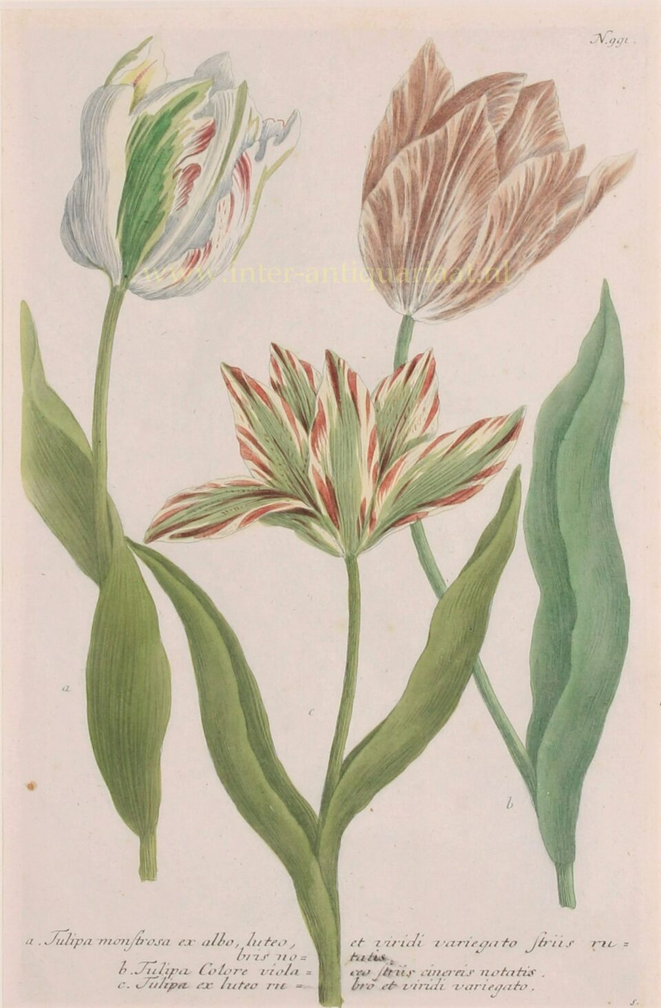 antique tulip print
