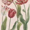 antique tulip print 18th century