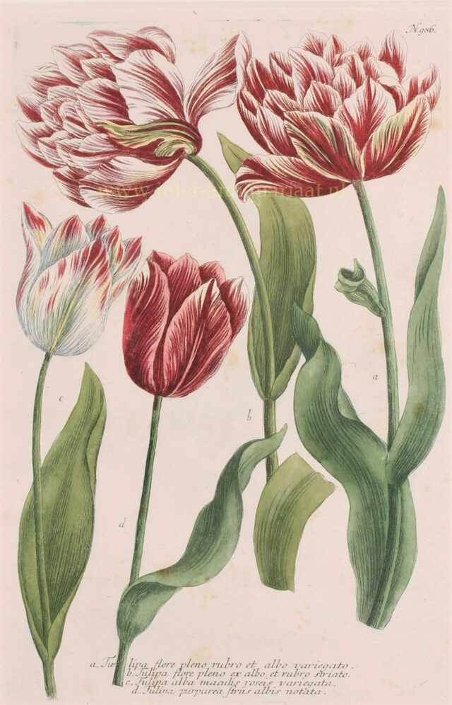 antique tulip print 18th century