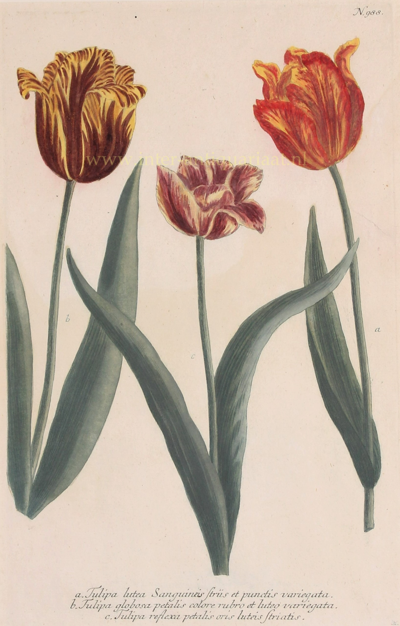 Weinmann-- Johann Wilhelm (1683-1741) - Tulips - Johann Wilhelm Weinmann, 1737-1745