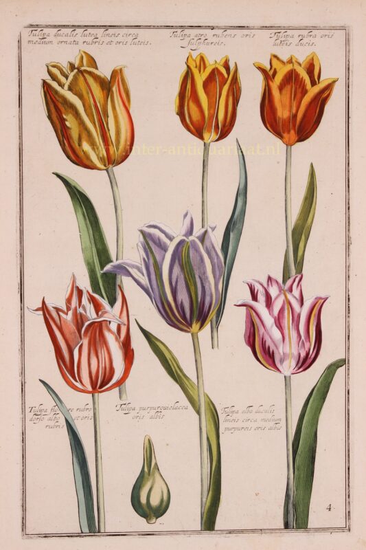 Tulips – Emanuel Sweert + Daniel Rabel, 1622-1633