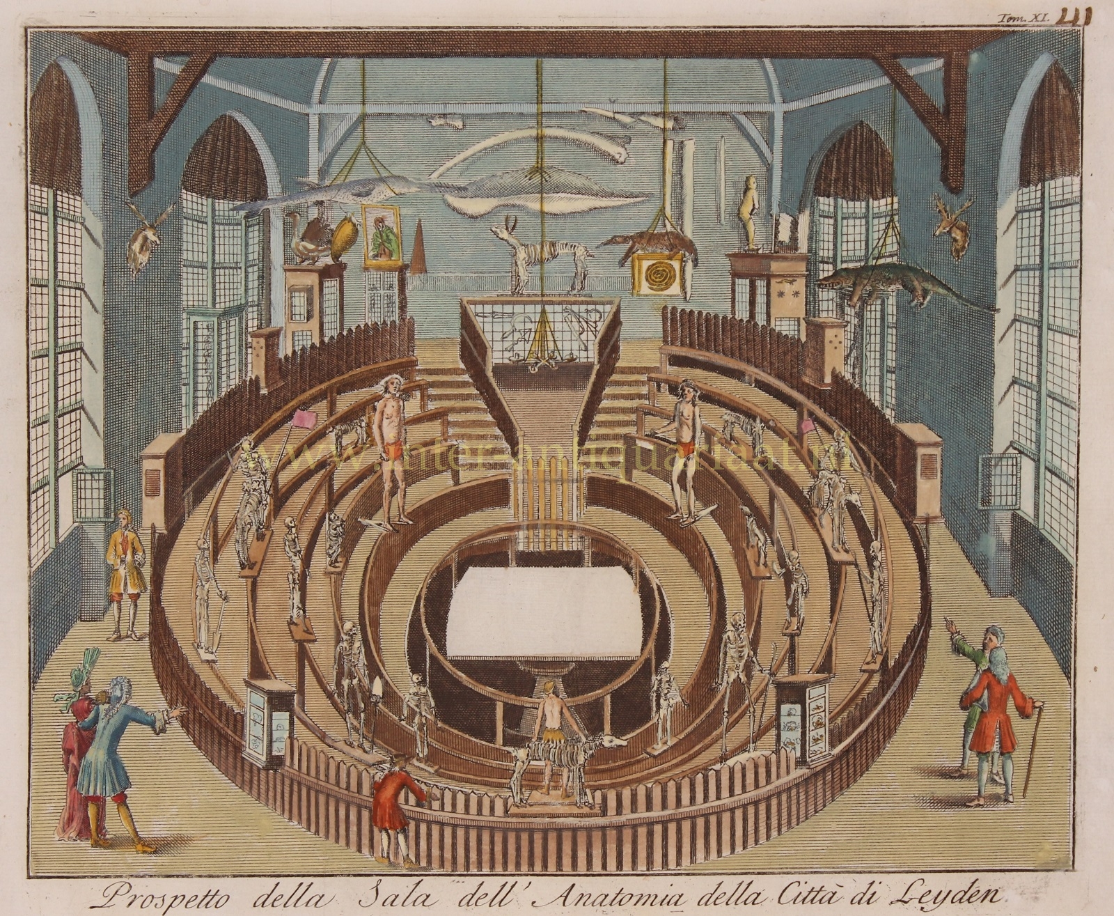  - Leiden anatomical theatre - Thomas Salmn + Gianbattista Albrizzi, 1742