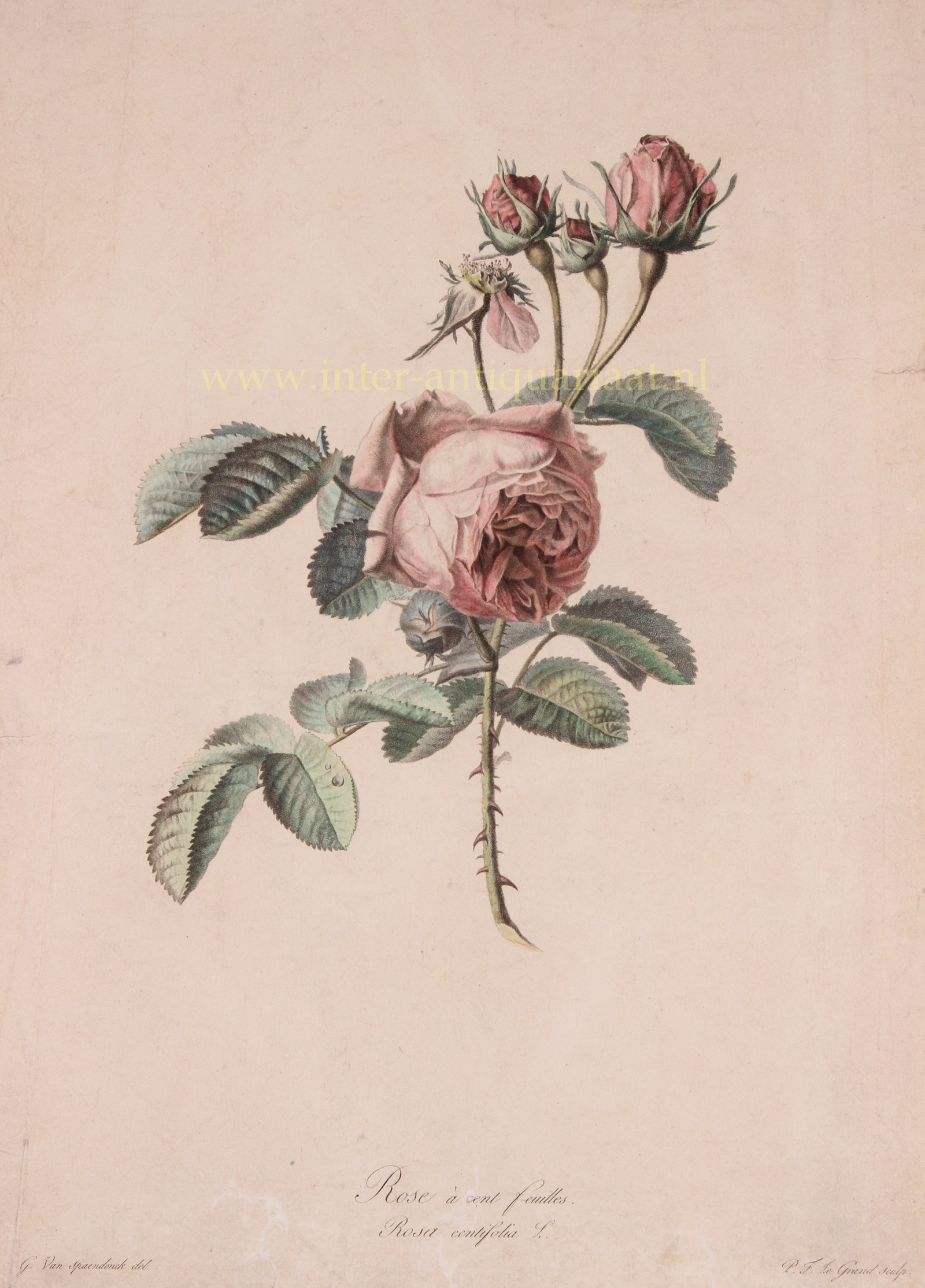 Spaendonck-- Gerard van (1756-1840) - Rose - Gerard van Spaendonck, 1799-1801