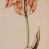 gevlamde oranje tulp ca. 1700