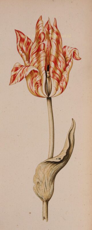 Tulip – “The Tulip Painter”, c. 1700