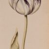 tulpen tekening ca. 1700