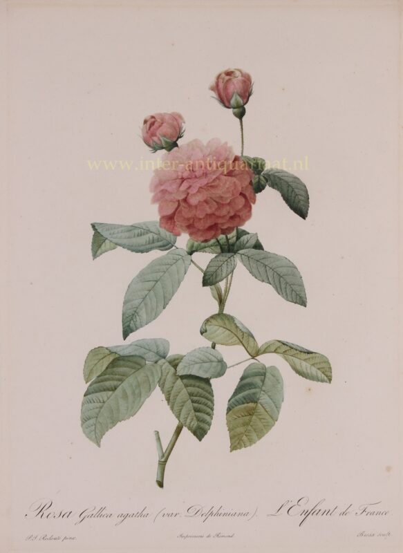 French rose – Pierre-Joseph Redouté, 1817-1824