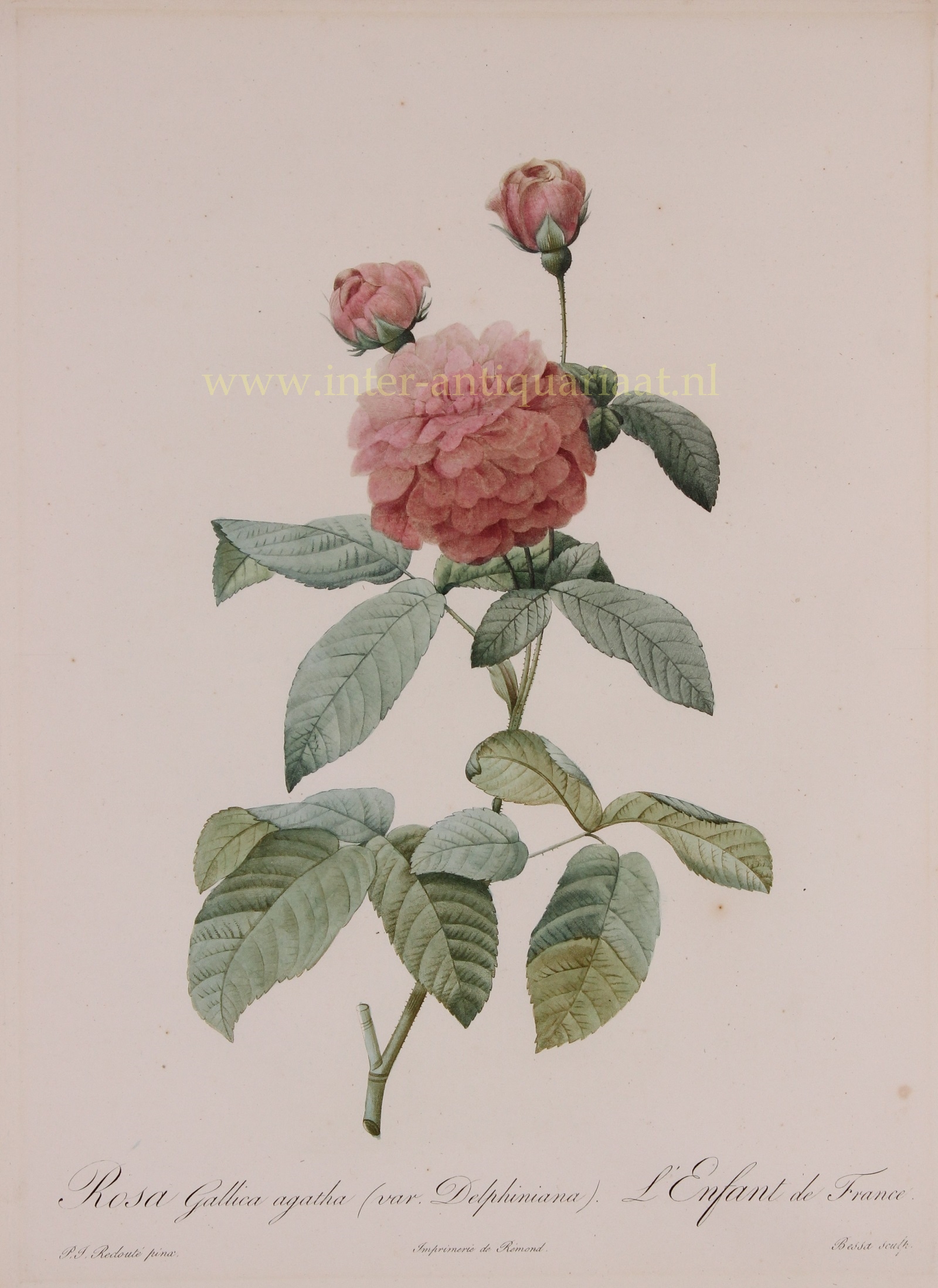 Redout-- Pierre-Joseph - French rose - Pierre-Joseph Redout, 1817-1824