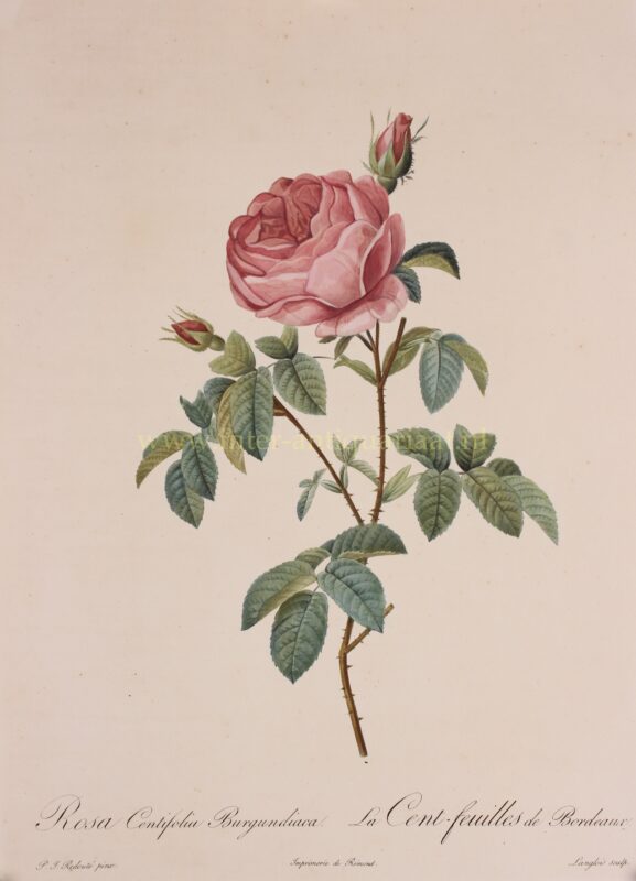 Hundred petalled Burgundy rose – Pierre-Joseph Redouté, 1817-1824