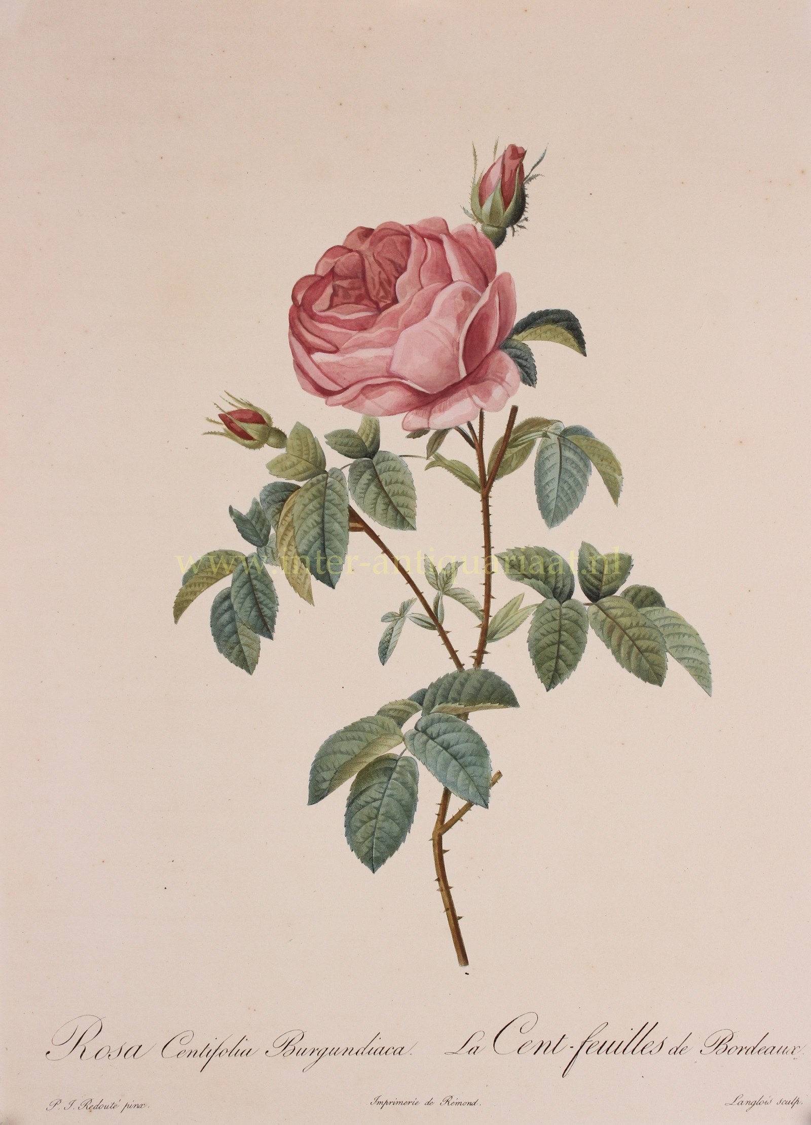 Redout-- Pierre-Joseph - Hundred petalled Burgundy rose - Pierre-Joseph Redout, 1817-1824