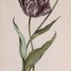 18e-eeuwse tulp