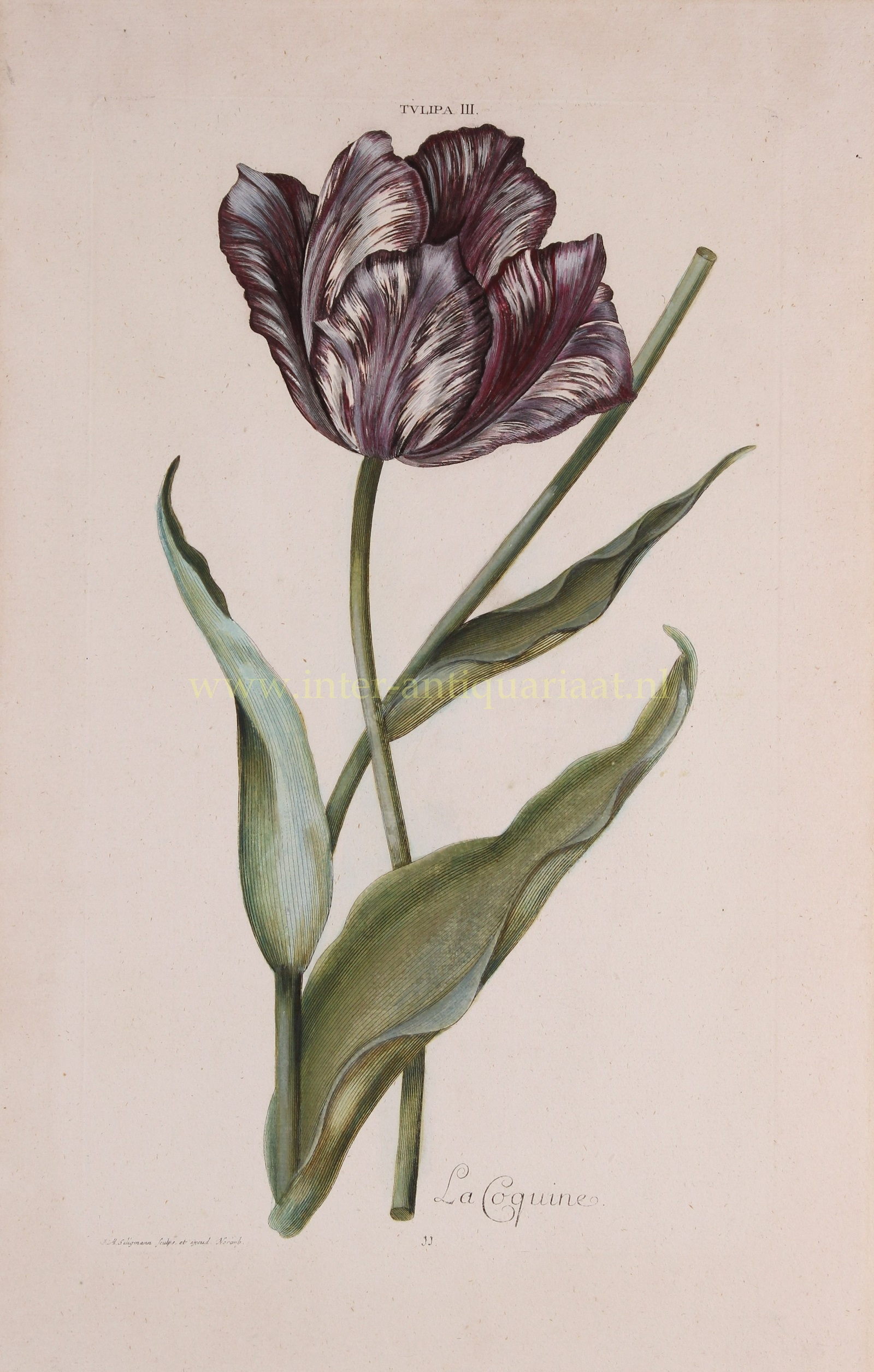 Trew-- Christoph Jakob (1695-1769) - Tulip - Adam Ludwig Wirsing for Christoph Jakob Trew, 1750-1786