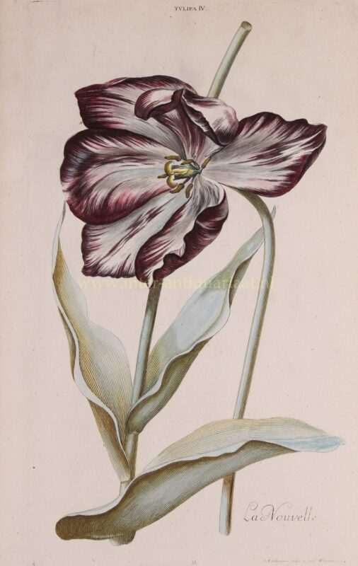 Tulip – Adam Ludwig Wirsing for Christoph Jakob Trew, 1750-1786