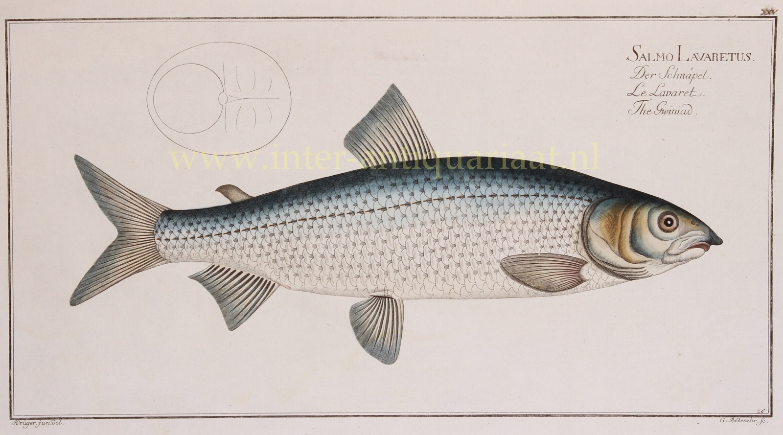 Bloch-- Marcus Elieser (1723-1799) - Char (fish) - Markus Elieser Bloch, 1782-1795