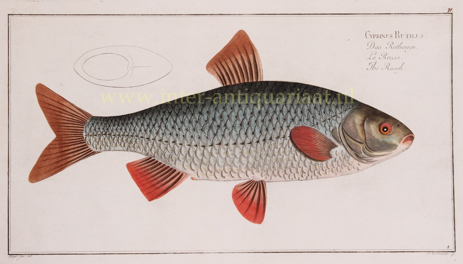 Bloch-- Marcus Elieser (1723-1799) - Roach (fish) - Markus Elieser Bloch, 1782-1795