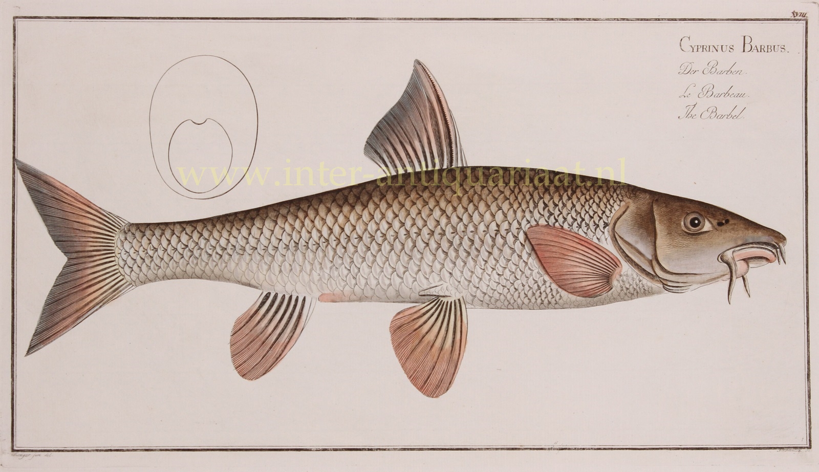 Bloch-- Marcus Elieser (1723-1799) - Barbel (fish) - Markus Elieser Bloch, 1782-1795