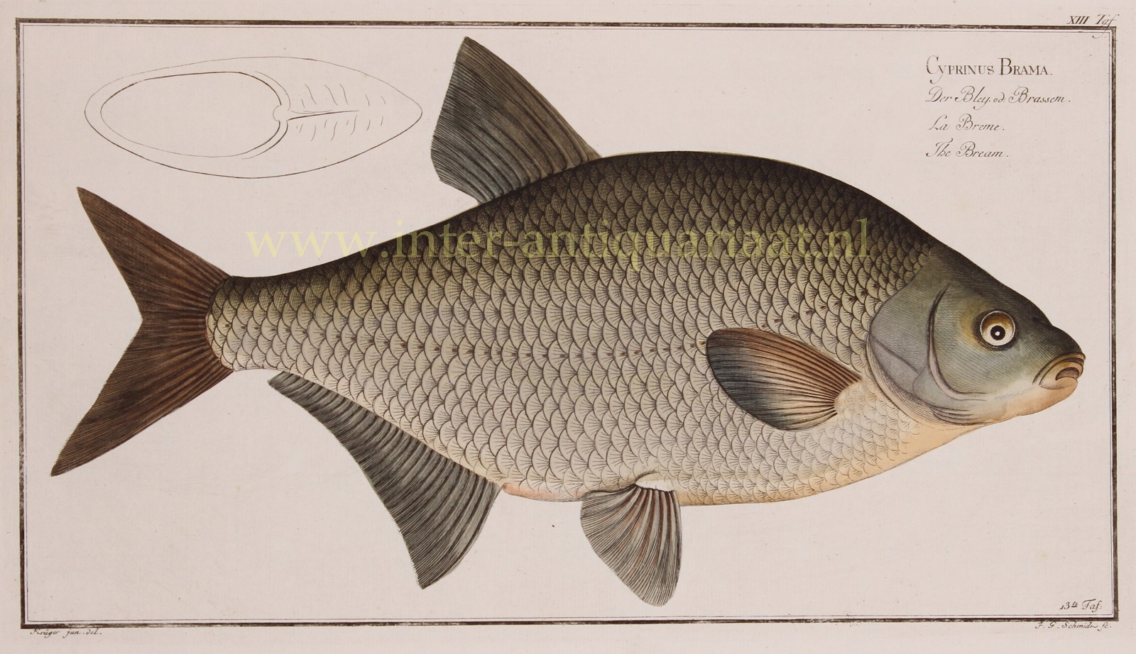 Bloch-- Marcus Elieser (1723-1799) - Bream (fish) - Markus Elieser Bloch, 1782-1795