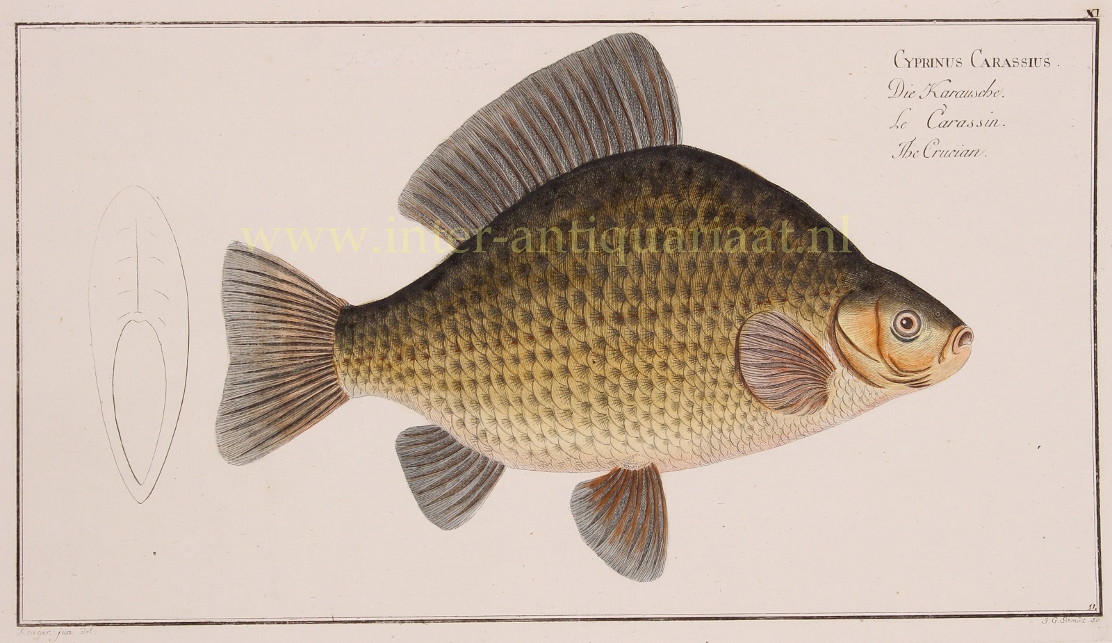 Bloch-- Marcus Elieser (1723-1799) - Carp (fish) - Marcus Elieser Bloch, 1782-1795