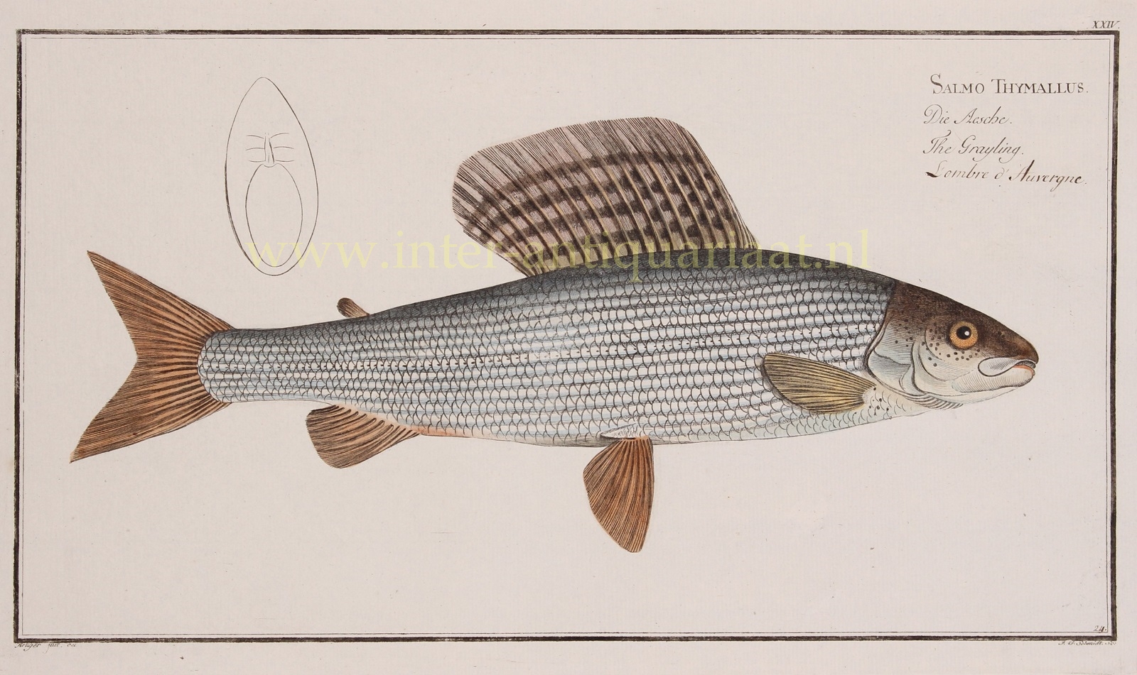Bloch-- Marcus Elieser (1723-1799) - Grayling (fish) - Markus Elieser Bloch, 1782-1795