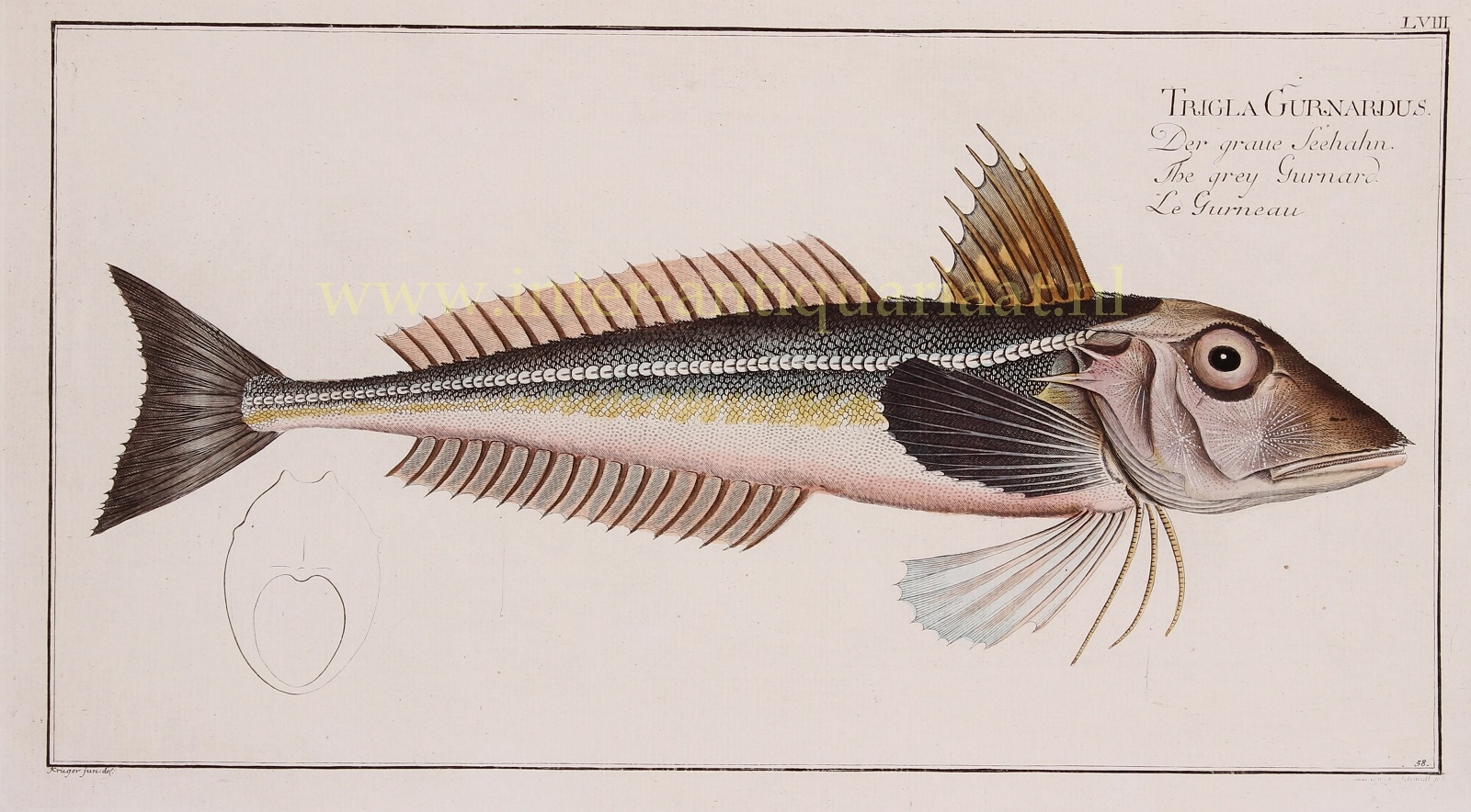 Bloch-- Marcus Elieser (1723-1799) - Gurnard (fish) - Marcus Elieser Bloch, 1782-1795