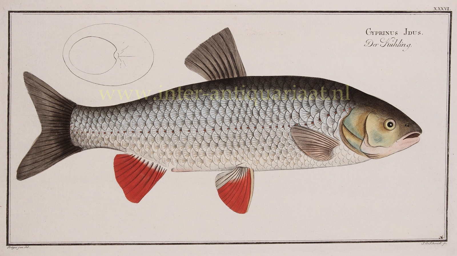 Bloch-- Marcus Elieser (1723-1799) - Ide (fish) - Marcus Elieser Bloch, 1782-1795