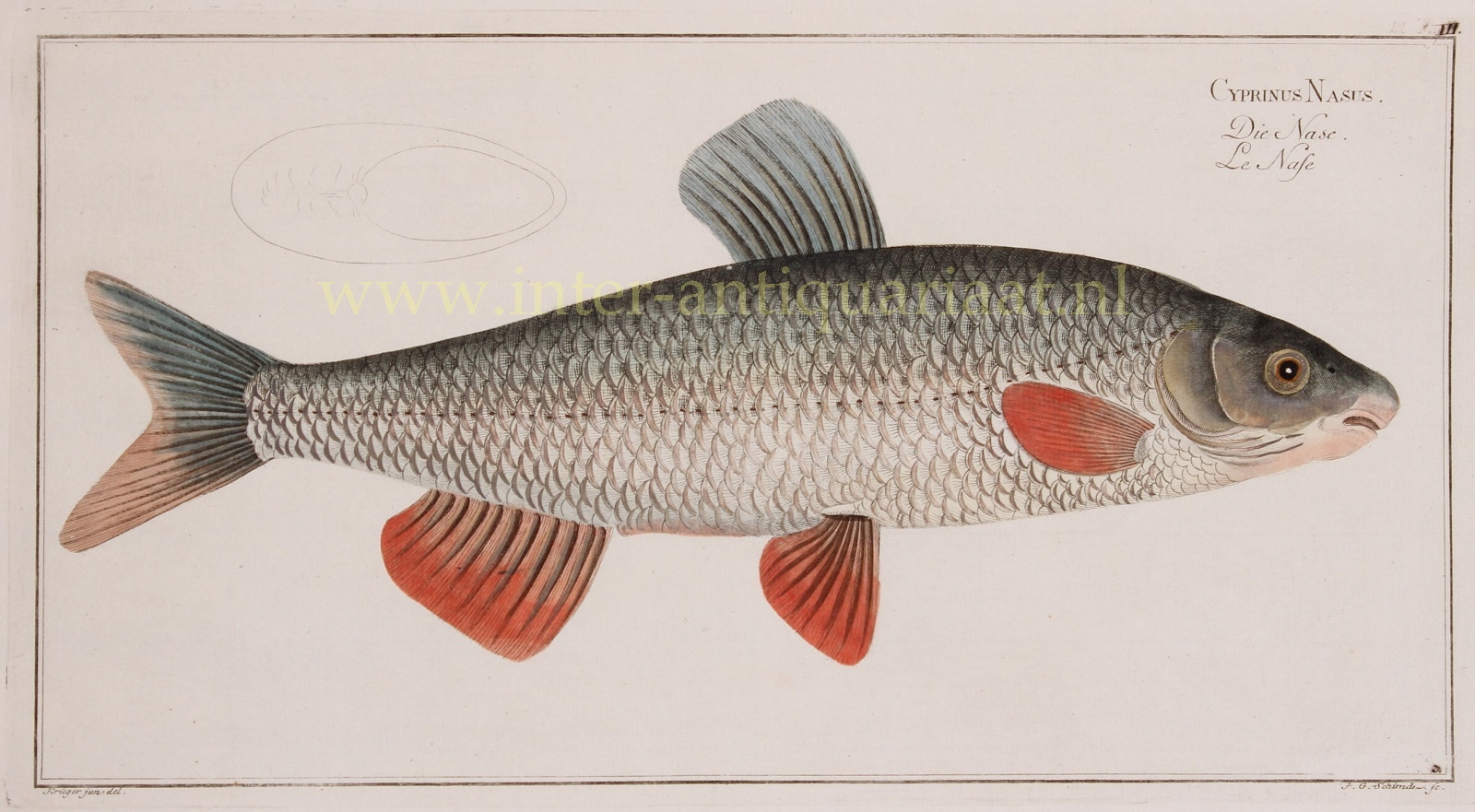 Bloch-- Marcus Elieser (1723-1799) - Nase (fish) - Marcus Elieser Bloch, 1782-1795