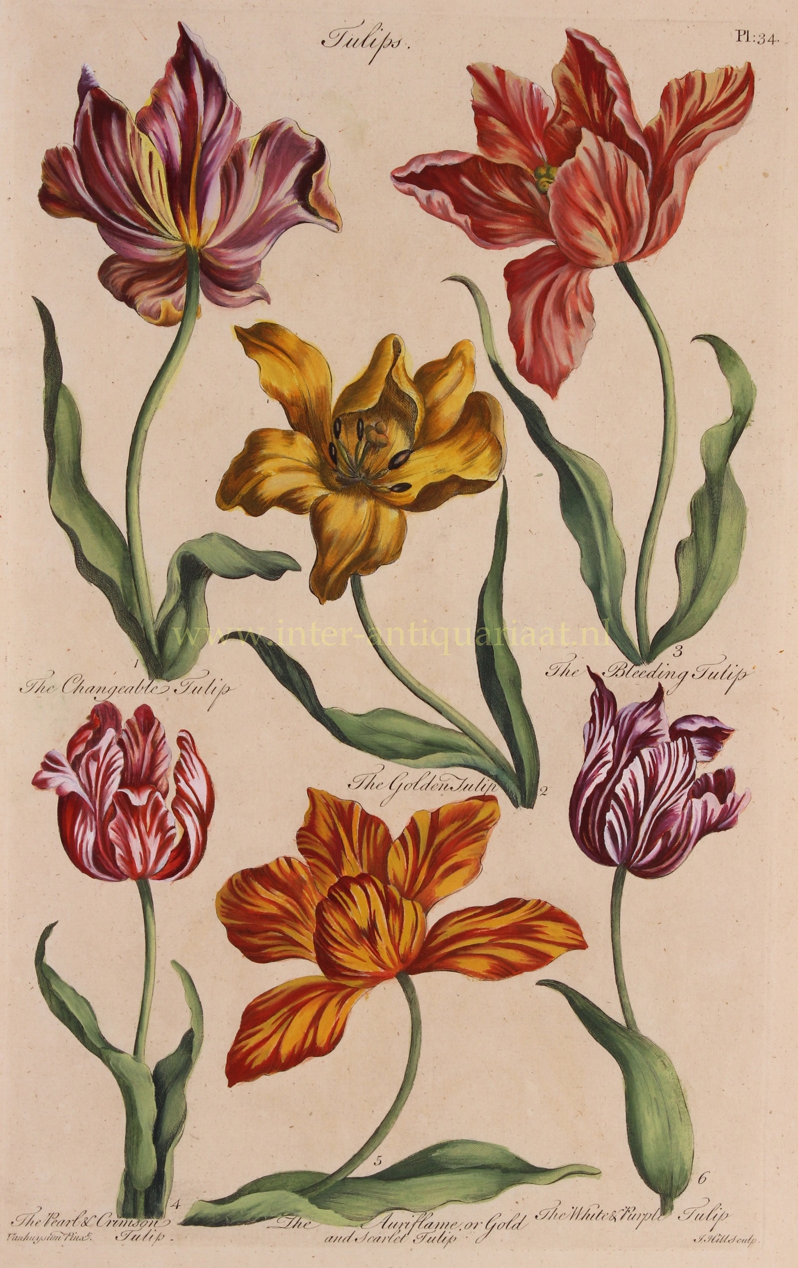  - Tulips - John Hill, 1756-57