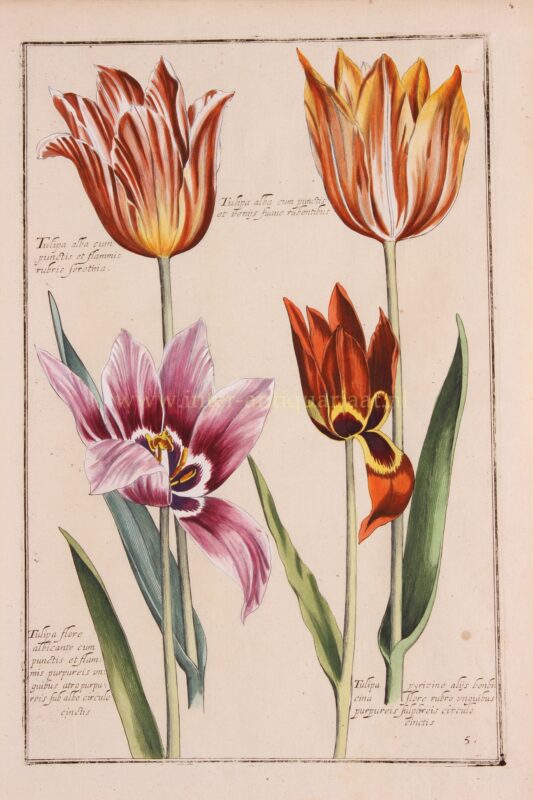 Tulips – Emmanuel Sweert + Daniel Rabel, 1622-1633