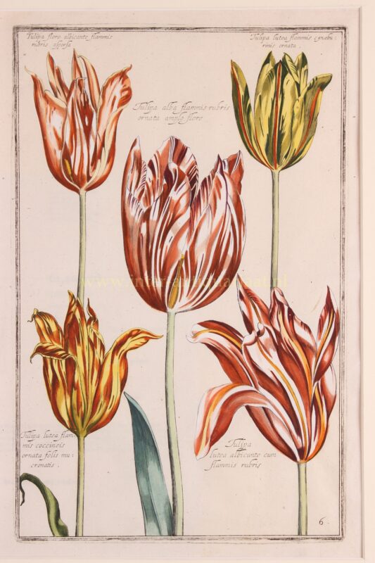 Tulips- Emmanuel Sweert + Daniel Rabel, 1622-1633