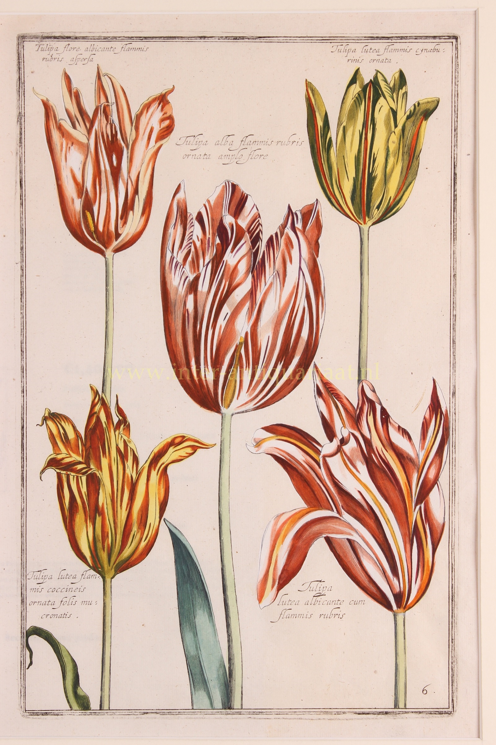 Sweert-- Emanuel (1552-1612) - Tulips- Emmanuel Sweert + Daniel Rabel, 1622-1633