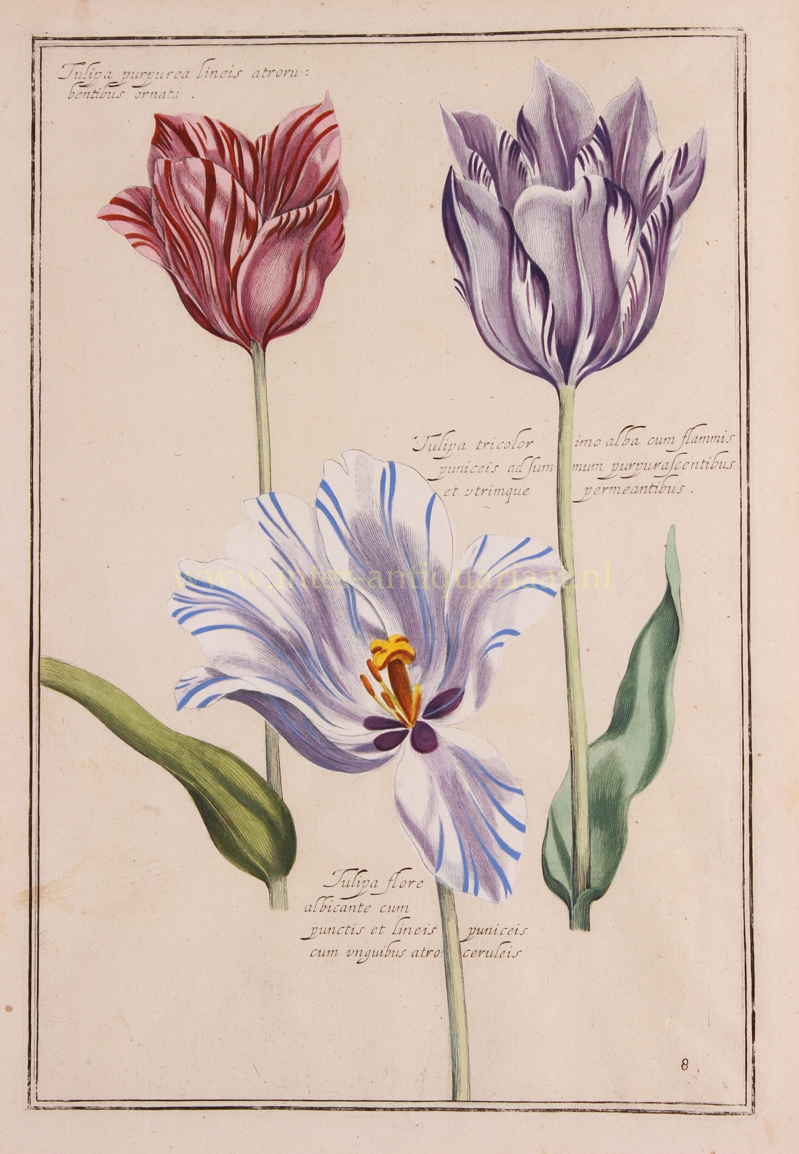 Sweert-- Emanuel (1552-1612) - Tulips - Emmanuel Sweert + Daniel Rabel, 1622-1633