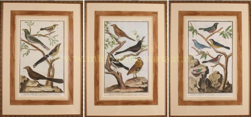 Exotic birds – Diderot et d’Alembert – 1751-1777