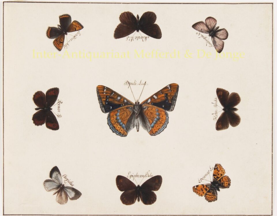 vlindertekeningen - 19de eeuw