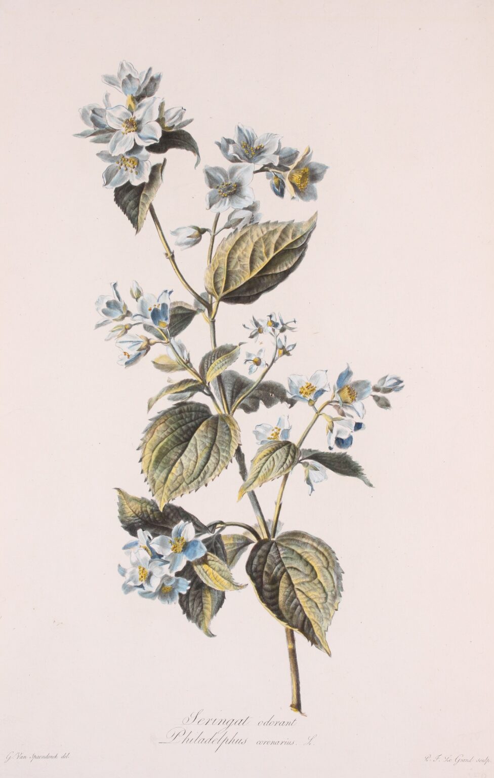 Mock orange - Gerard van Spaendonck, 1799-1801