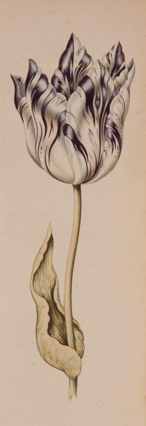 tulpen tekening ca. 1700