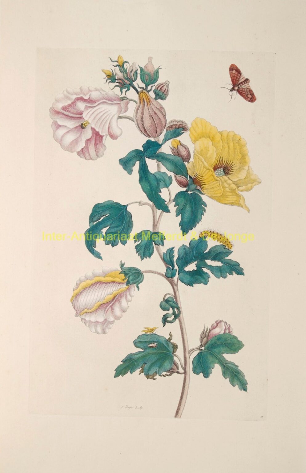 Maria Sibylla Merian - Oker (Okra)