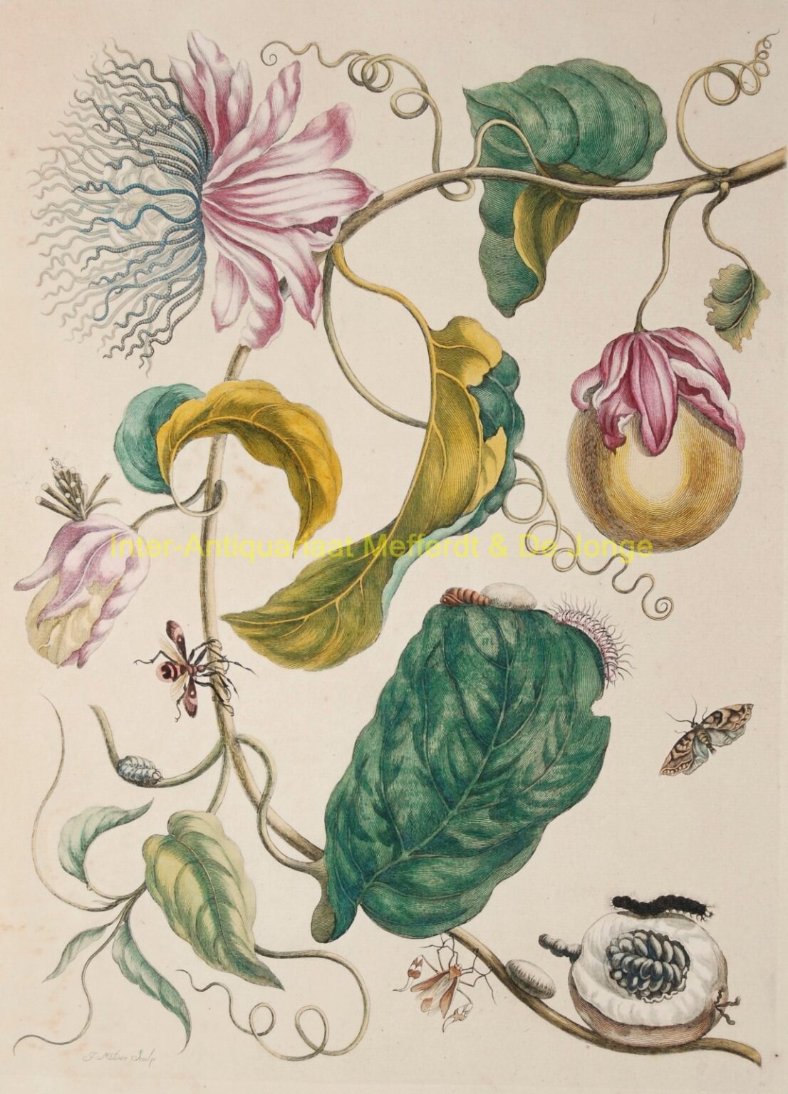 Maria Sibylla Merian - Passievrucht (Passion fruit)