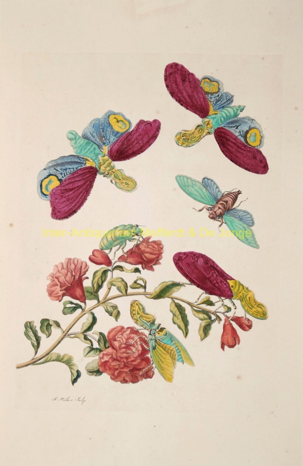 Maria Sibylla Merian - Granaatappel bloesem