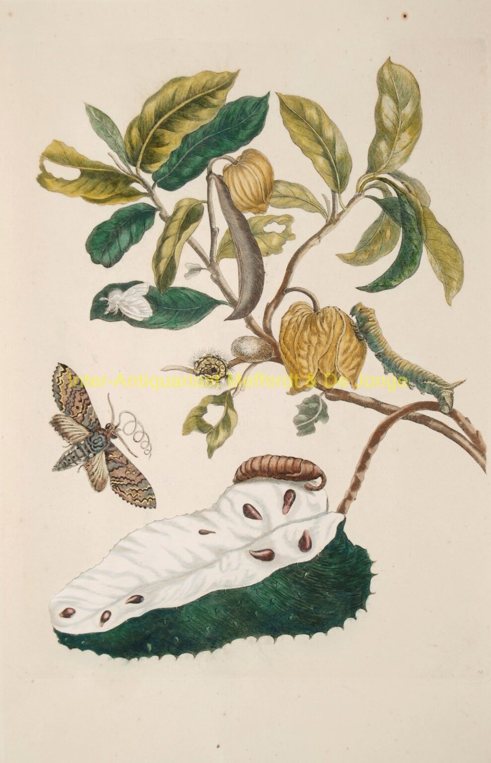 Maria Sibylla Merian - Zuurzak (Soursop with owlet moth)